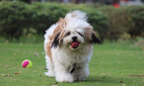 Lhasa Apso