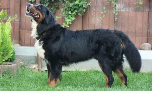Bernese Mountain Dog - 25-27 Inches