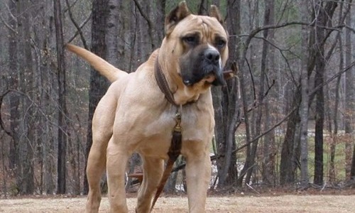 Perro de Presa Canario - 24–26 Inches