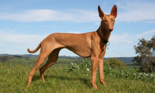 Pharaoh Hound - $6,500