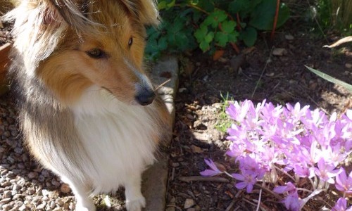 Autumn Crocus 