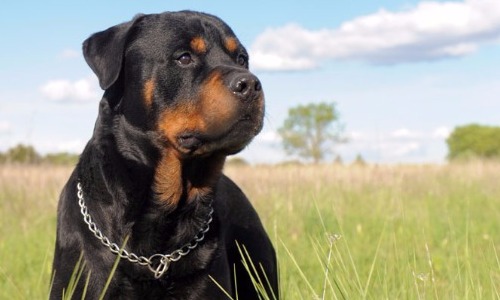 Rottweiler - 9.5 years