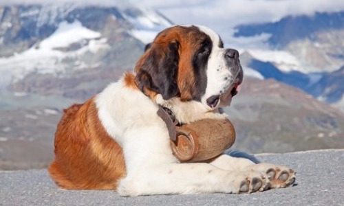 Saint Bernard - 9.5 years