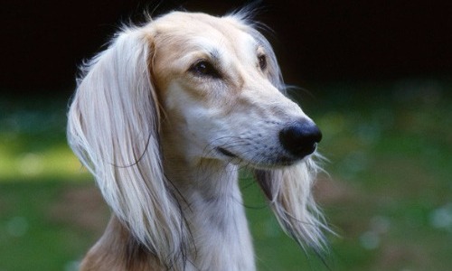 Saluki - $2,500