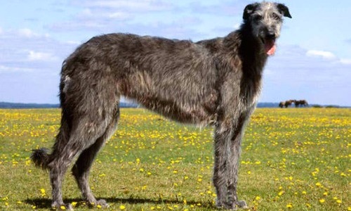 Scottish Deerhound - 30–32 Inches