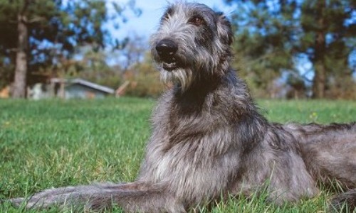 Scottish Deerhound - 8-10 years