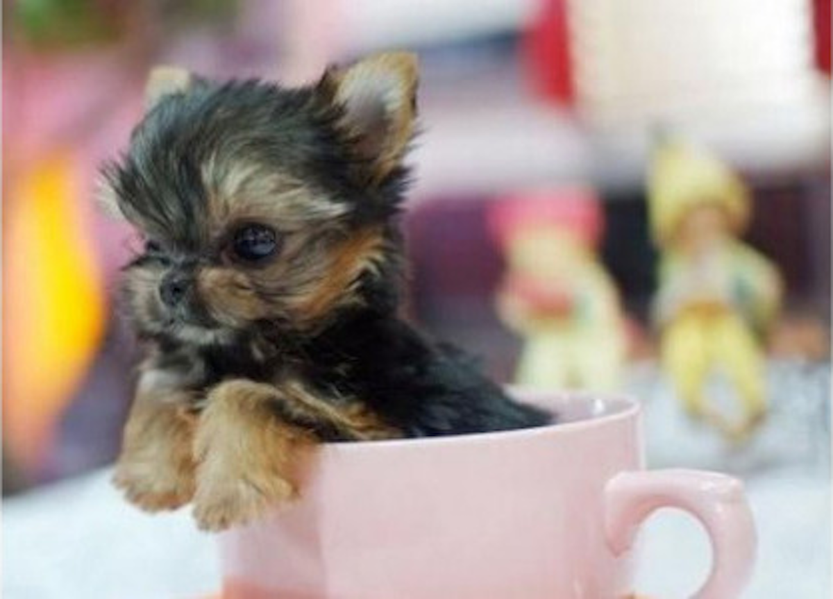 Smallest Dogs In The World – Revealed Here