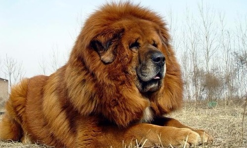 Tibetan Mastiff - $7,000