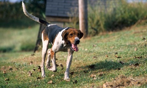 Black and Tan Coonhound - 10 Years