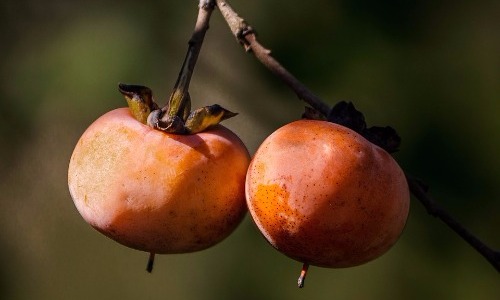 Persimmons