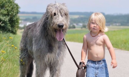 Irish Wolfhound - 32 Inches