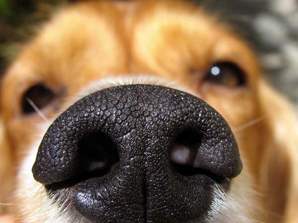 A dog's nose is as unique as a human fingerprint