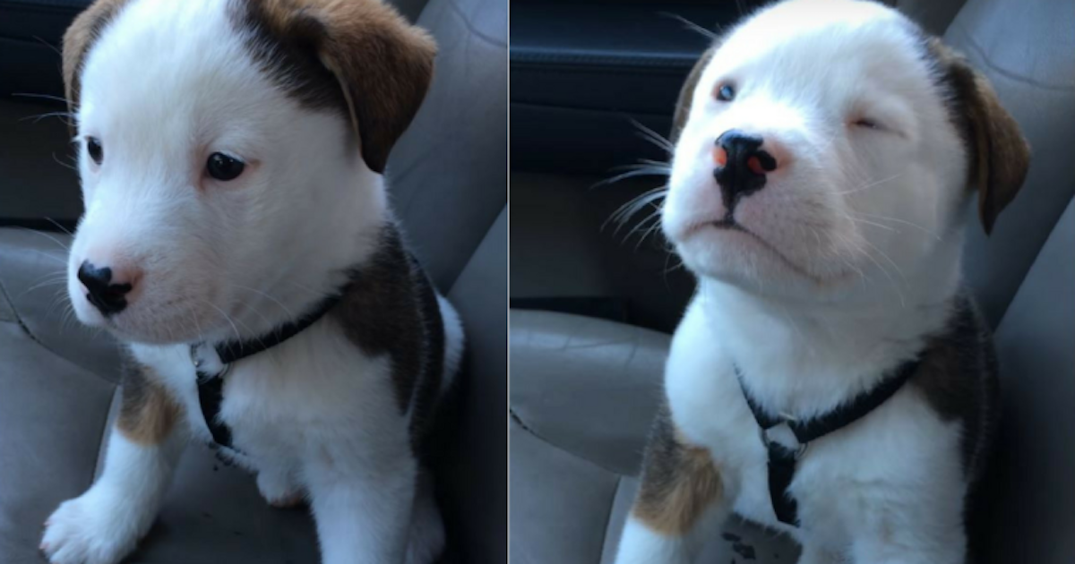 Adorable Puppy Has The Hiccups For The First Time His Reaction