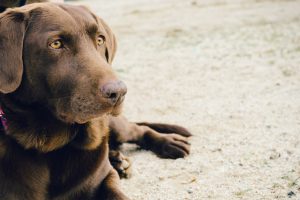 animal-dog-pet-brown