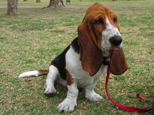 basset-hound-345646_960_720