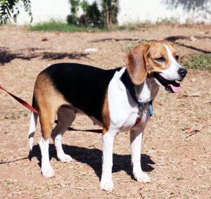 beagle-166874_960_720