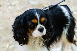 cavalier-king-charles-spaniel-988873_960_720