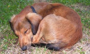 dog-sleeping-in-a-ball