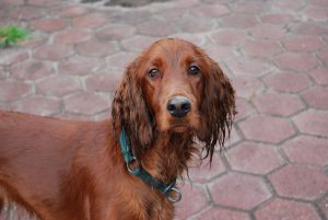 irish-setter-959117_1280