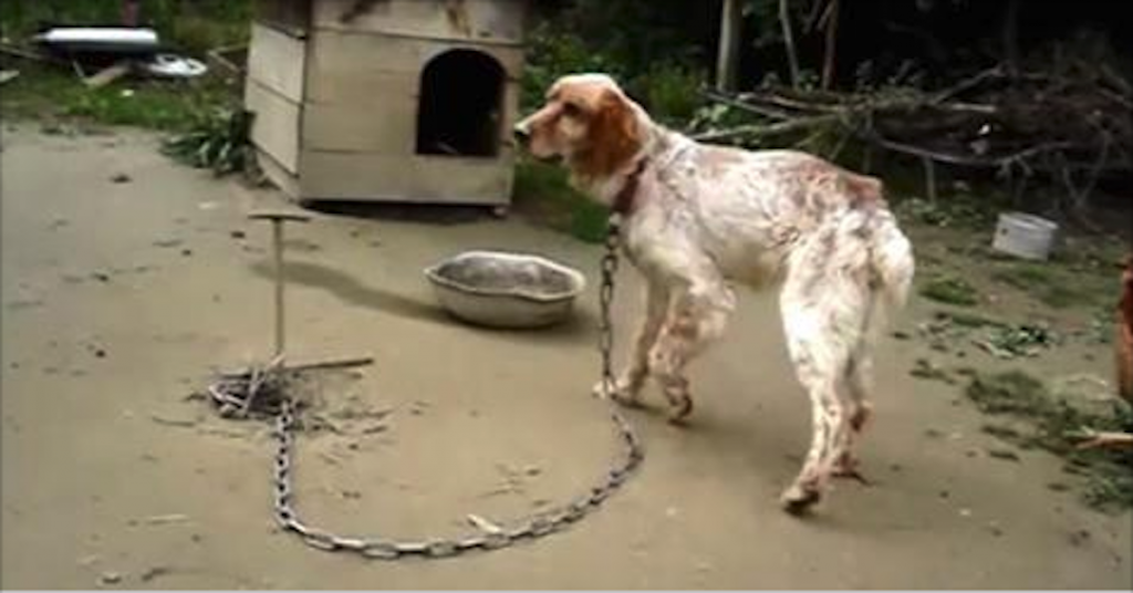Dog was chained up for 5 Years Now watch his reaction when they free him!