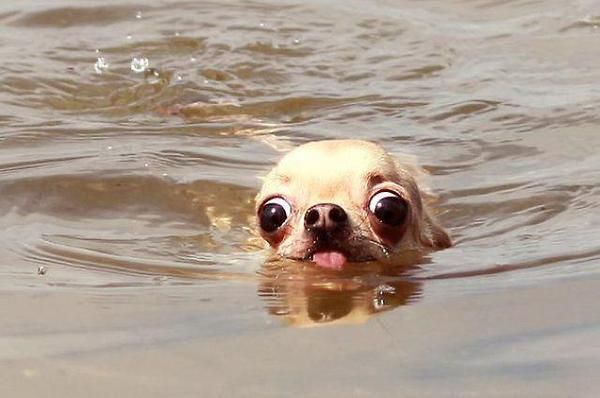 Chihuahuas eyes water