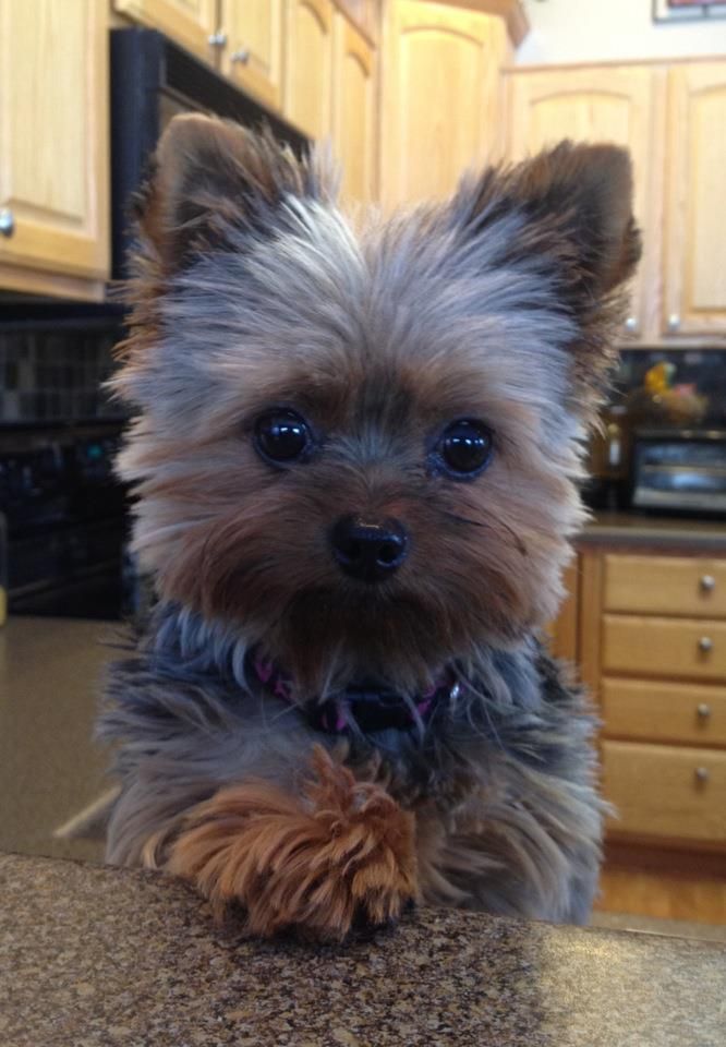 Cute Yorkshire Terrier