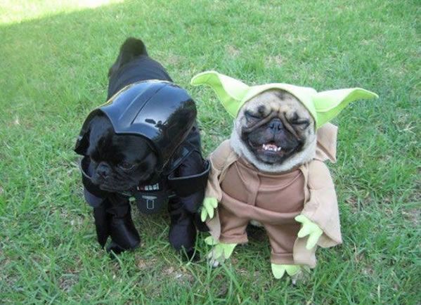 Darth Vader and Yoda Pugs