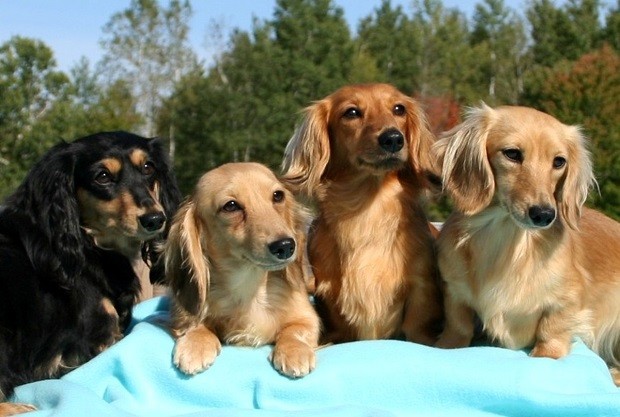 Miniature-Dachshunds pics many