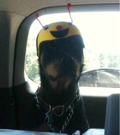 Rottweiler hat funny