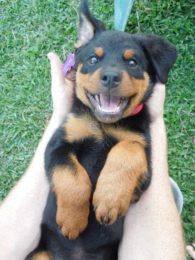 Rottweiler puppy cute