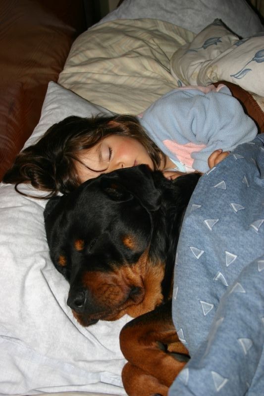 Rottweiler sleeping