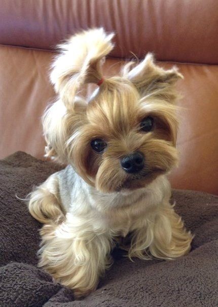 Yorkshire Terrier dog