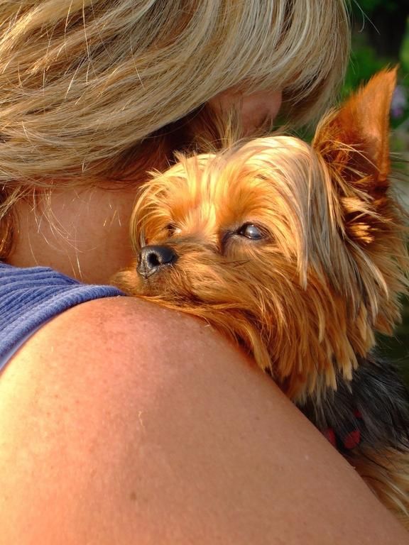 Yorkshire Terrier hug