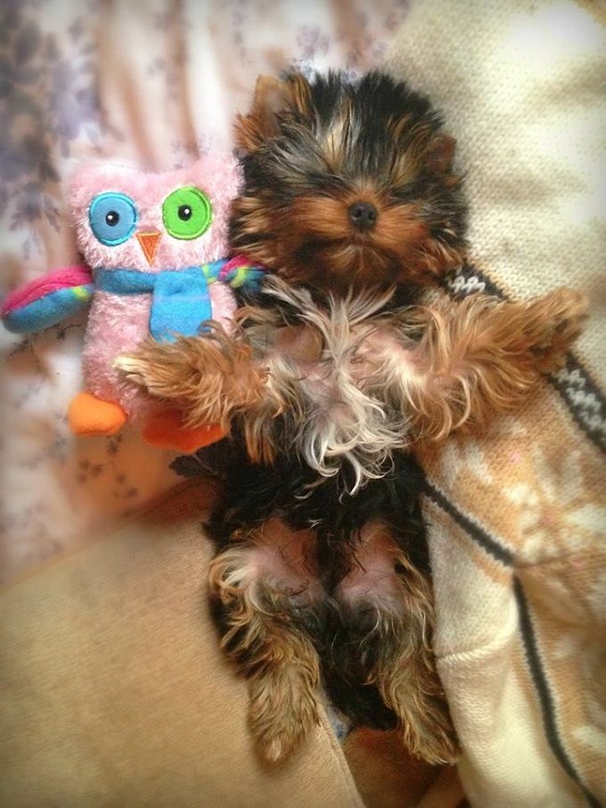 Yorkshire Terrier sleeping