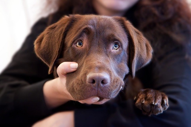 awesome eyes labrador photo