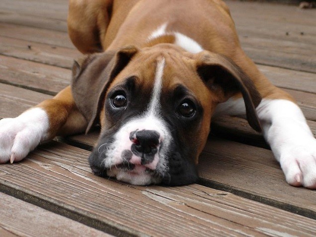 beautiful eyes boxer pics