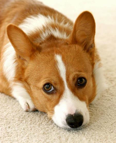 beautiful eyes face photo corgi