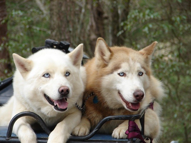 beautiful huskies photo