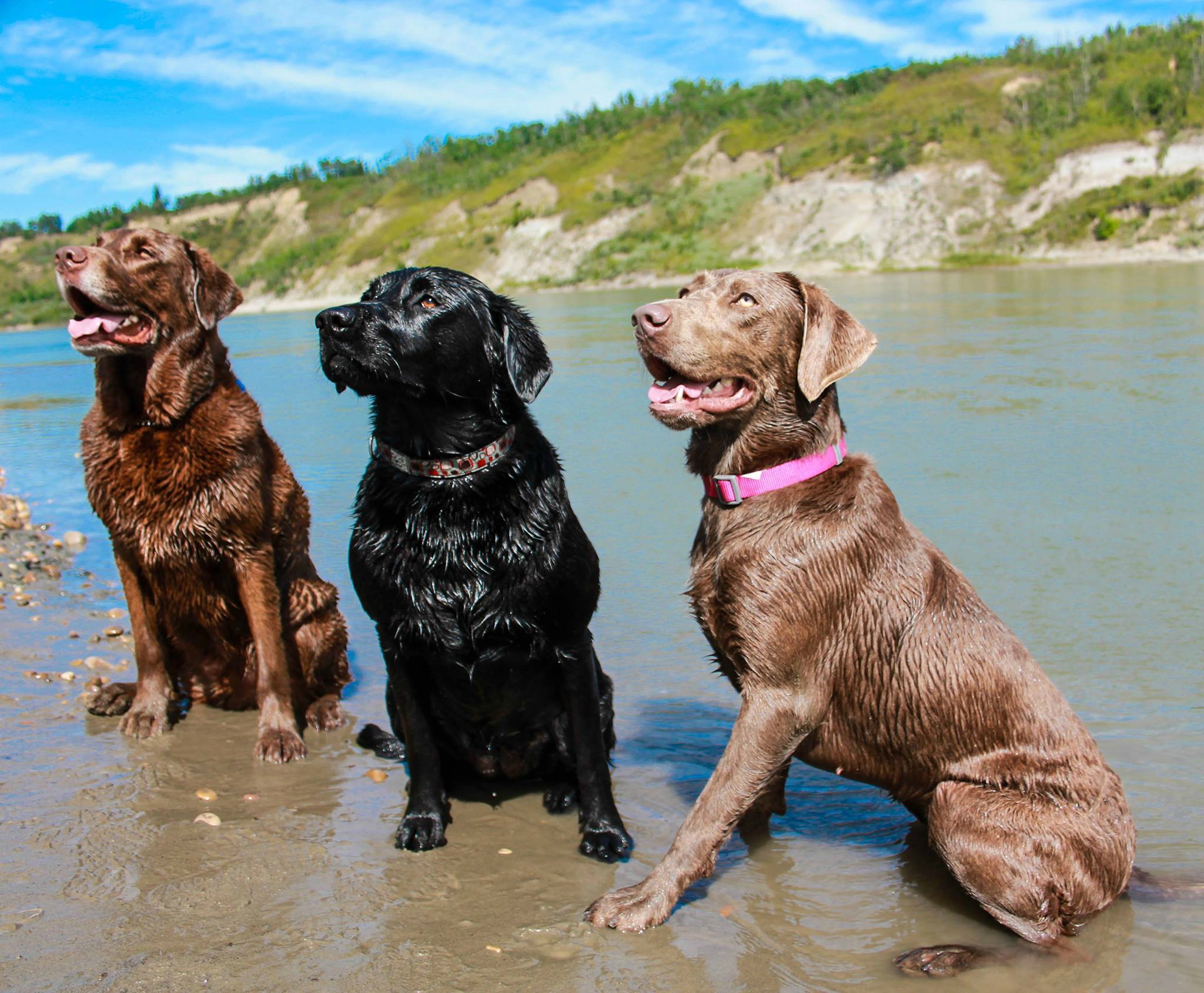 beautiful labs wet