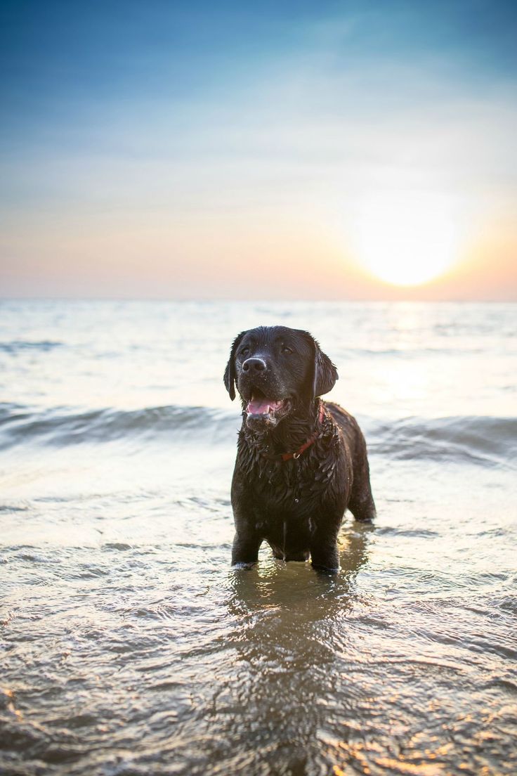 black lab water ocean play