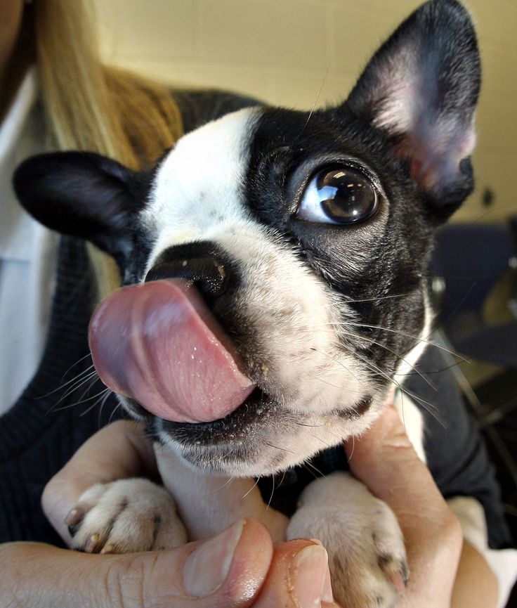 boston-terrier-dog