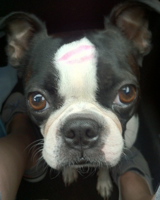 boston-terrier-eyes