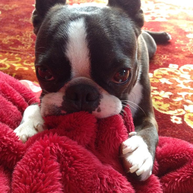 boston-terrier-face