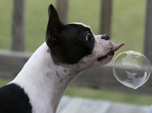 boston-terrier-funny