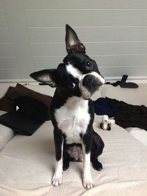 boston-terrier-image