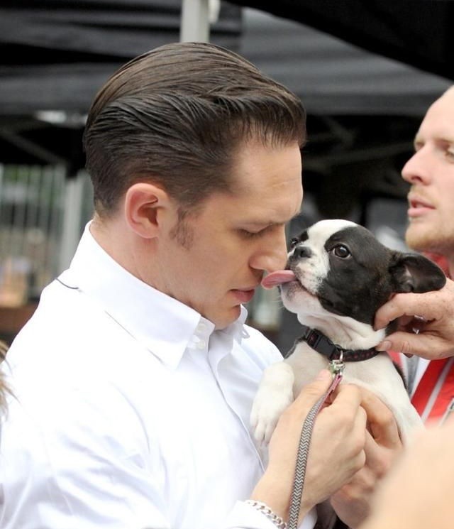 boston-terrier-kiss