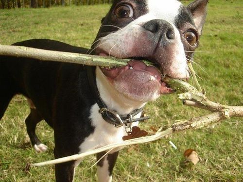 boston-terrier-picture