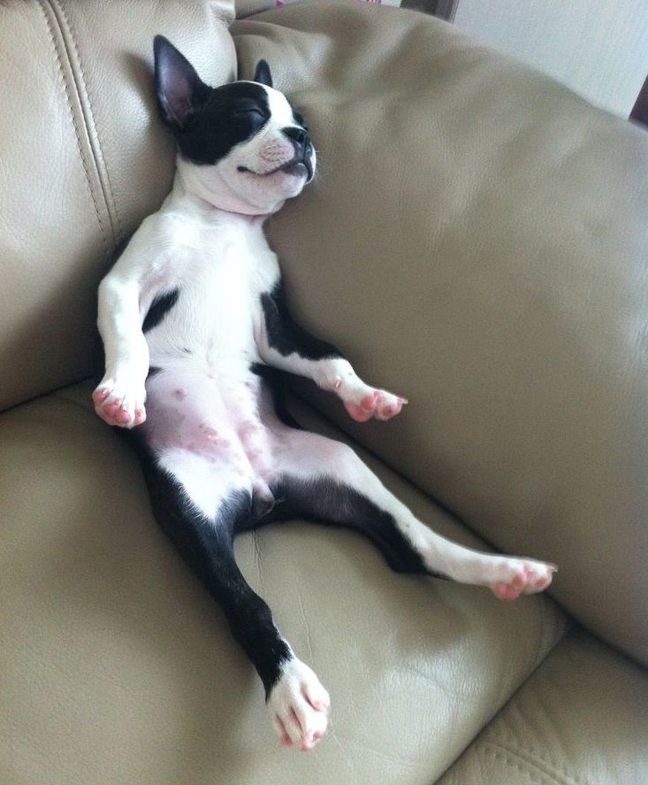 boston-terrier-sleeping