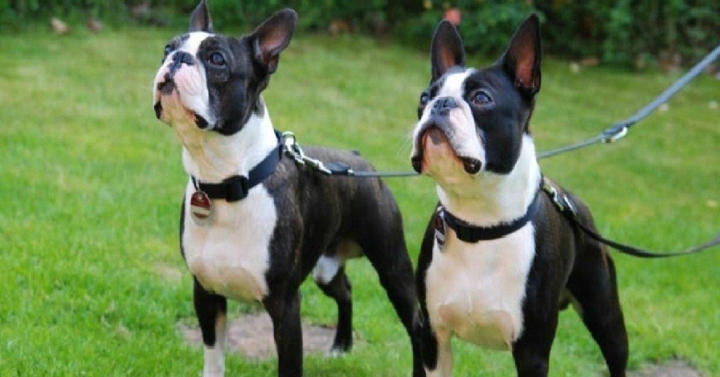 boston terriers