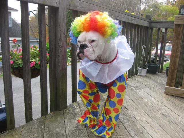 boxer-clown-halloween-costume
